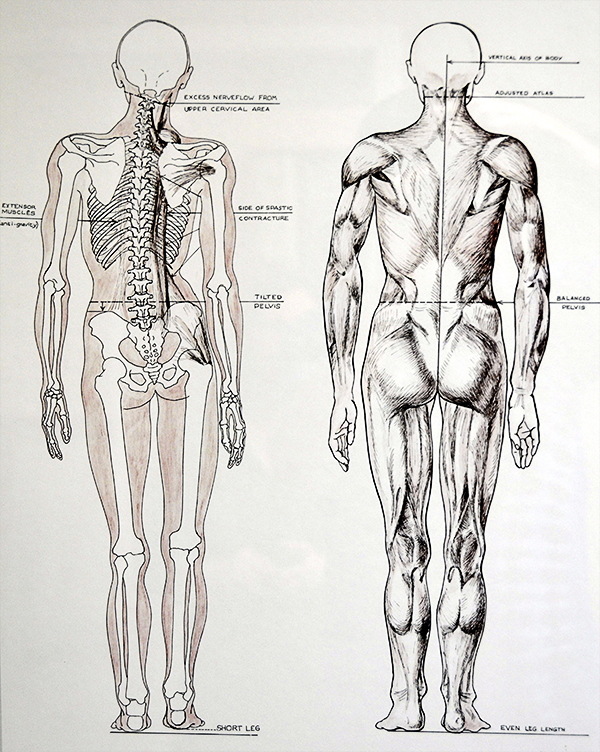 Spinal alignment diagram